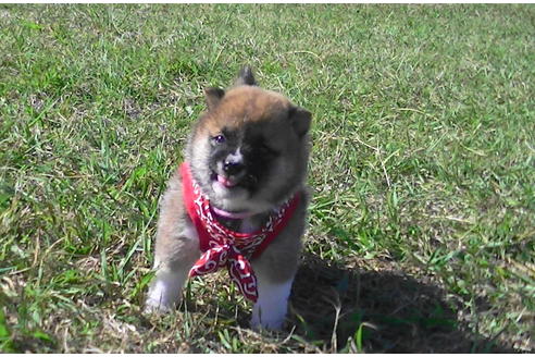 成約済の福岡県の豆柴-82282の2枚目