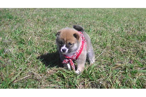 成約済の福岡県の豆柴-82284の7枚目