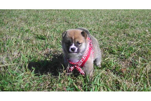 成約済の福岡県の豆柴-82284