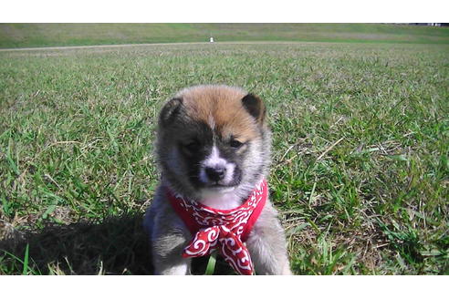 成約済の福岡県の豆柴-82284の6枚目