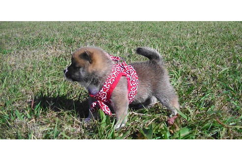 成約済の福岡県の豆柴-82284の5枚目