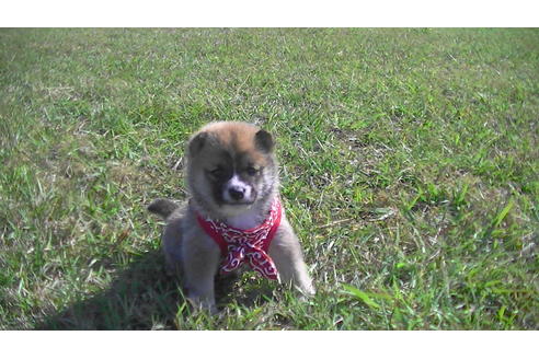 成約済の福岡県の豆柴-82284の4枚目