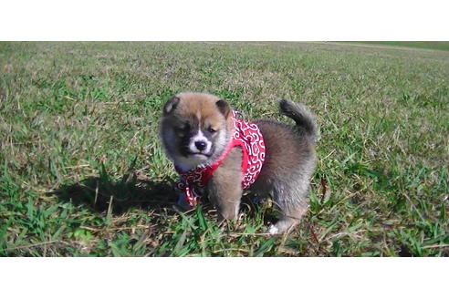 成約済の福岡県の豆柴-82284の3枚目