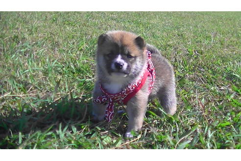 成約済の福岡県の豆柴-82284の2枚目