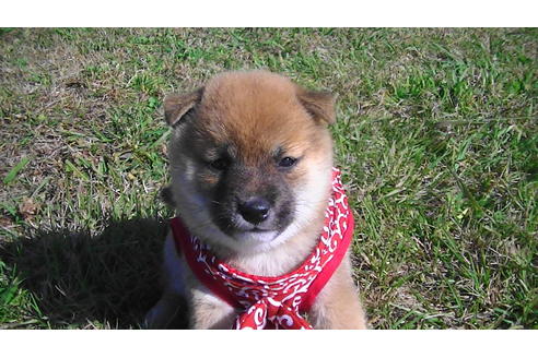 成約済の福岡県の豆柴-81899の5枚目