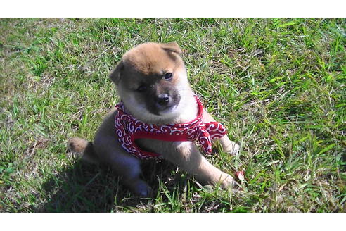 成約済の福岡県の豆柴-81899の1枚目