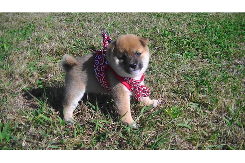 成約済の福岡県の豆柴-81899の3枚目