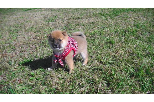 成約済の福岡県の豆柴-81899の2枚目