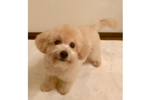 成約済の東京都のミックス犬-77482の4枚目