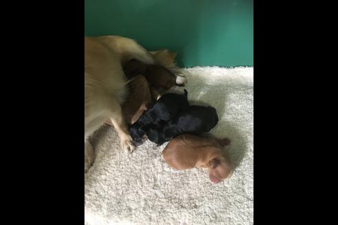 成約済の静岡県のチワプー:チワワ×トイプードル-84105の7枚目