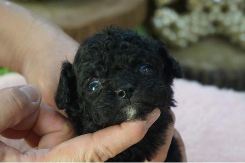 成約済の京都府のミックス犬-84144の1枚目