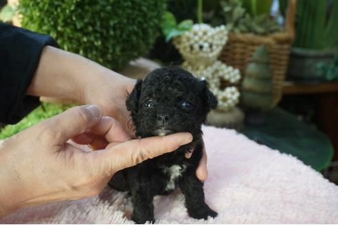 成約済の京都府のミックス犬-84144の3枚目