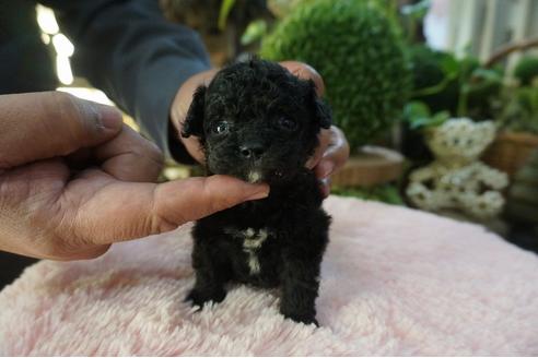 成約済の京都府のミックス犬-84144の2枚目