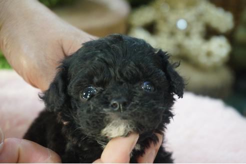 成約済の京都府のミックス犬-84148の1枚目