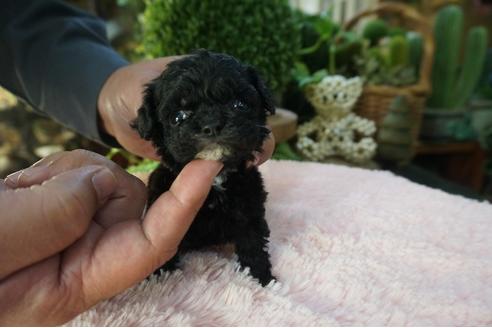 成約済の京都府のミックス犬-84148の3枚目