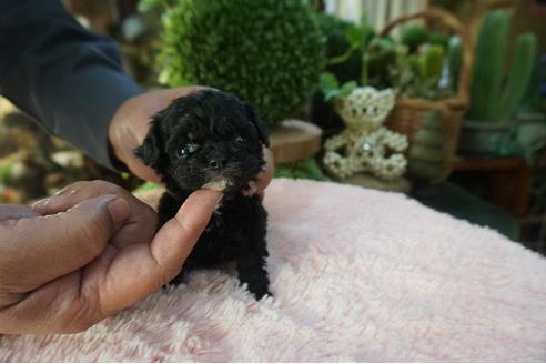 成約済の京都府のミックス犬-84148の2枚目
