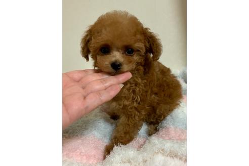 成約済の広島県のティーカッププードル-80983の23枚目