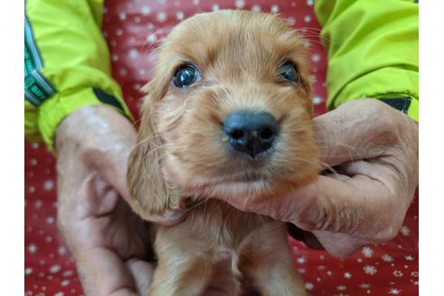 成約済の愛知県のイングリッシュコッカースパニエル-84195