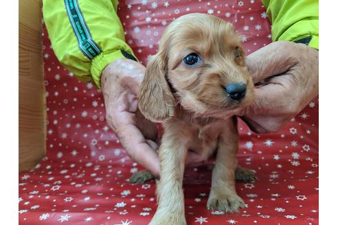 成約済の愛知県のイングリッシュコッカースパニエル-84195の3枚目
