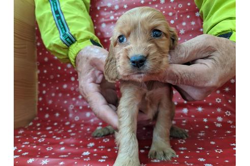 成約済の愛知県のイングリッシュコッカースパニエル-84195の2枚目