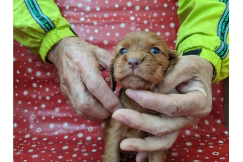成約済の愛知県のイングリッシュコッカースパニエル-84196の2枚目