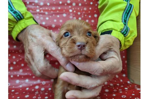 成約済の愛知県のイングリッシュコッカースパニエル-84196の1枚目