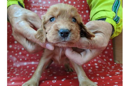 成約済の愛知県のイングリッシュコッカースパニエル-84198の1枚目