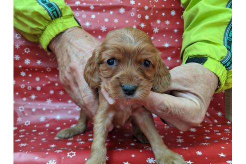 成約済の愛知県のイングリッシュコッカースパニエル-84200の1枚目