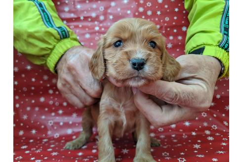成約済の愛知県のイングリッシュコッカースパニエル-84202の1枚目