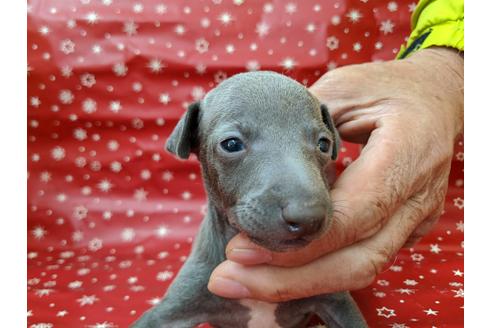 成約済の愛知県のイタリアングレーハウンド(イタグレ)-84203の1枚目