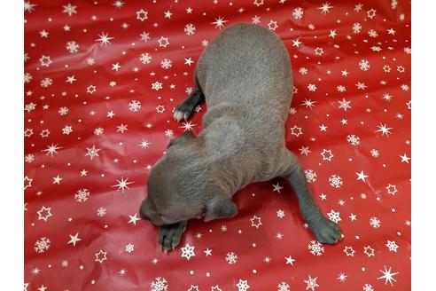 成約済の愛知県のイタリアングレーハウンド(イタグレ)-84203の2枚目