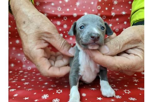 成約済の愛知県のイタリアングレーハウンド(イタグレ)-84204の3枚目
