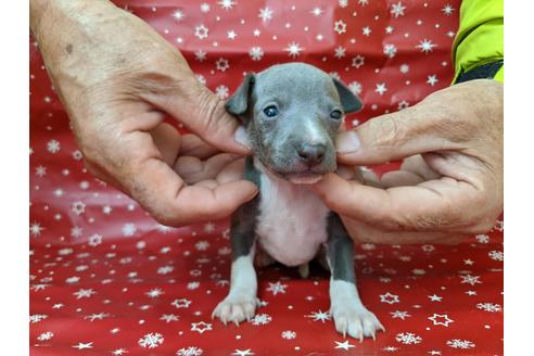 成約済の愛知県のイタリアングレーハウンド(イタグレ)-84204