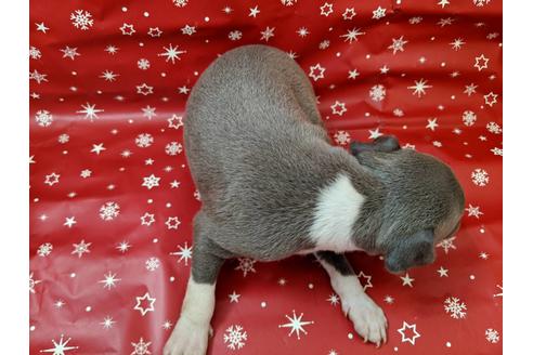 成約済の愛知県のイタリアングレーハウンド(イタグレ)-84204の2枚目