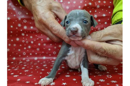 成約済の愛知県のイタリアングレーハウンド(イタグレ)-84205