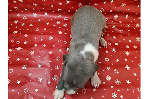 成約済の愛知県のイタリアングレーハウンド(イタグレ)-84205の2枚目