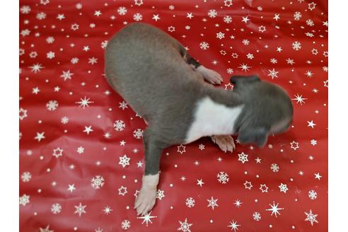 成約済の愛知県のイタリアングレーハウンド(イタグレ)-84206の2枚目