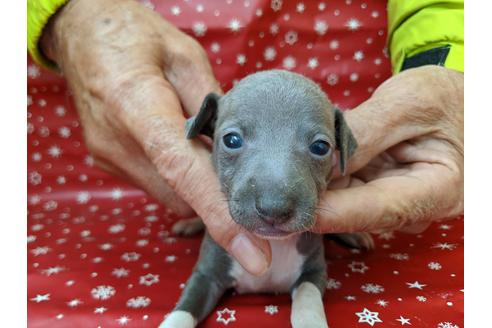 成約済の愛知県のイタリアングレーハウンド(イタグレ)-84207の1枚目