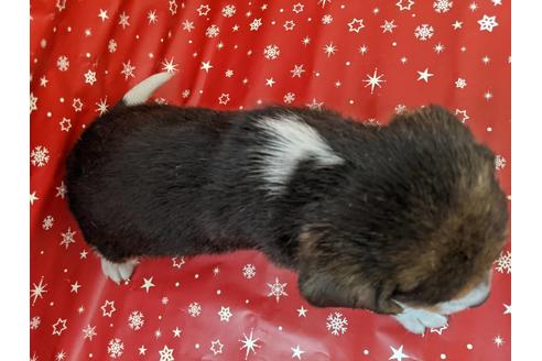 成約済の愛知県のビーグル-84208の2枚目