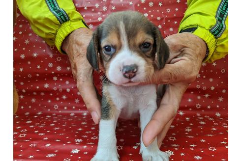 成約済の愛知県のビーグル-84209の3枚目