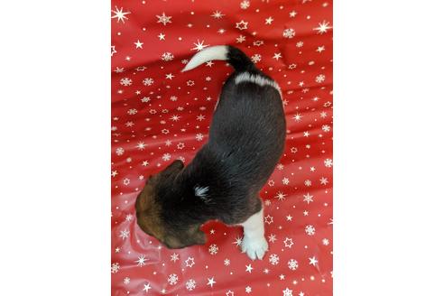 成約済の愛知県のビーグル-84209の2枚目