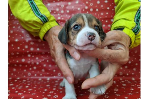 成約済の愛知県のビーグル-84209の1枚目