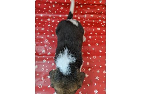 成約済の愛知県のビーグル-84210の2枚目