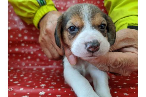 成約済の愛知県のビーグル-84210の1枚目
