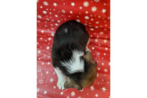 成約済の愛知県のビーグル-84211の2枚目