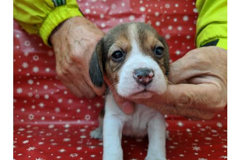 成約済の愛知県のビーグル-84211の1枚目