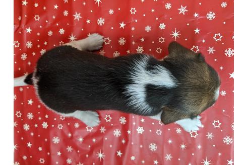 成約済の愛知県のビーグル-84212の2枚目