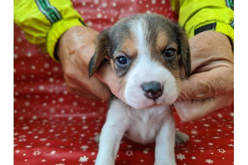 成約済の愛知県のビーグル-84212の1枚目