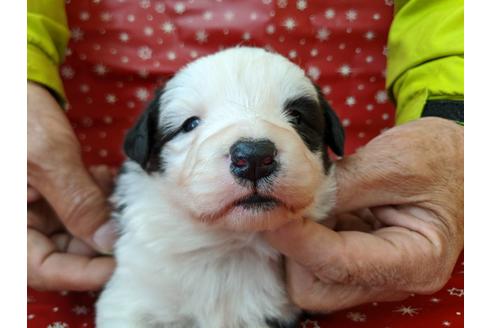 成約済の愛知県のボーダーコリー-84214の1枚目