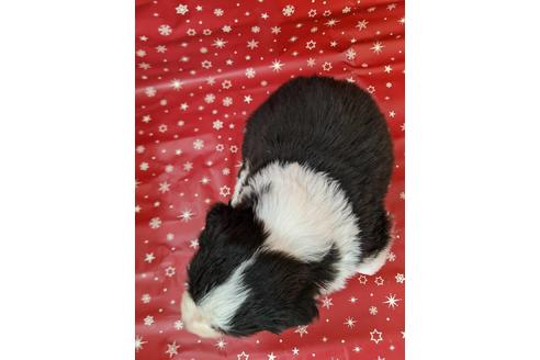 成約済の愛知県のボーダーコリー-84215の2枚目